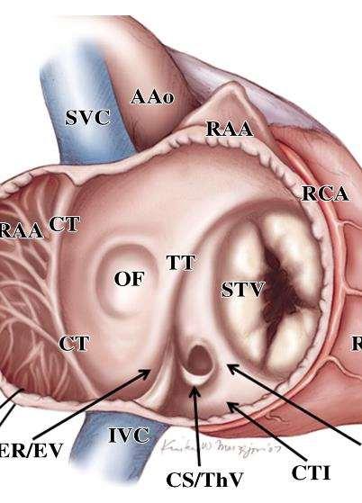 The Coronary Sinus The coronary sinus receives blood from the myocardium directly initially part of the embryonic cardinal