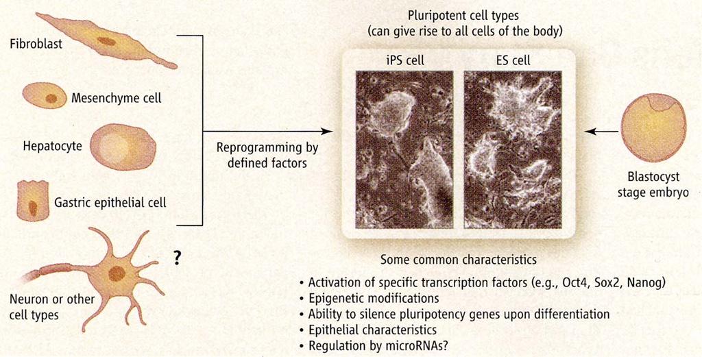 Induced Pluripotent Stem Cells