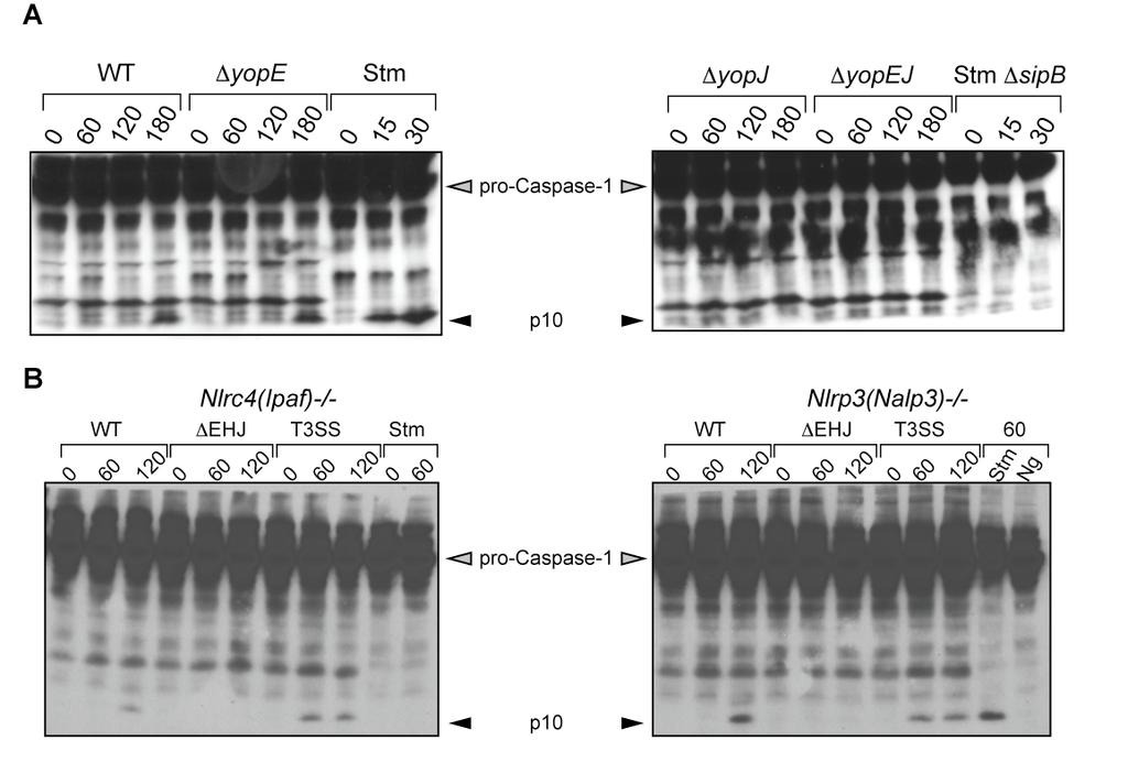 Figure S1. YopE does not affect caspase-1 activation in response to Yersinia infection and Caspase-1 activation occurs in response Yersinia infection in NLRP3- or NLRC4-deficient cells.
