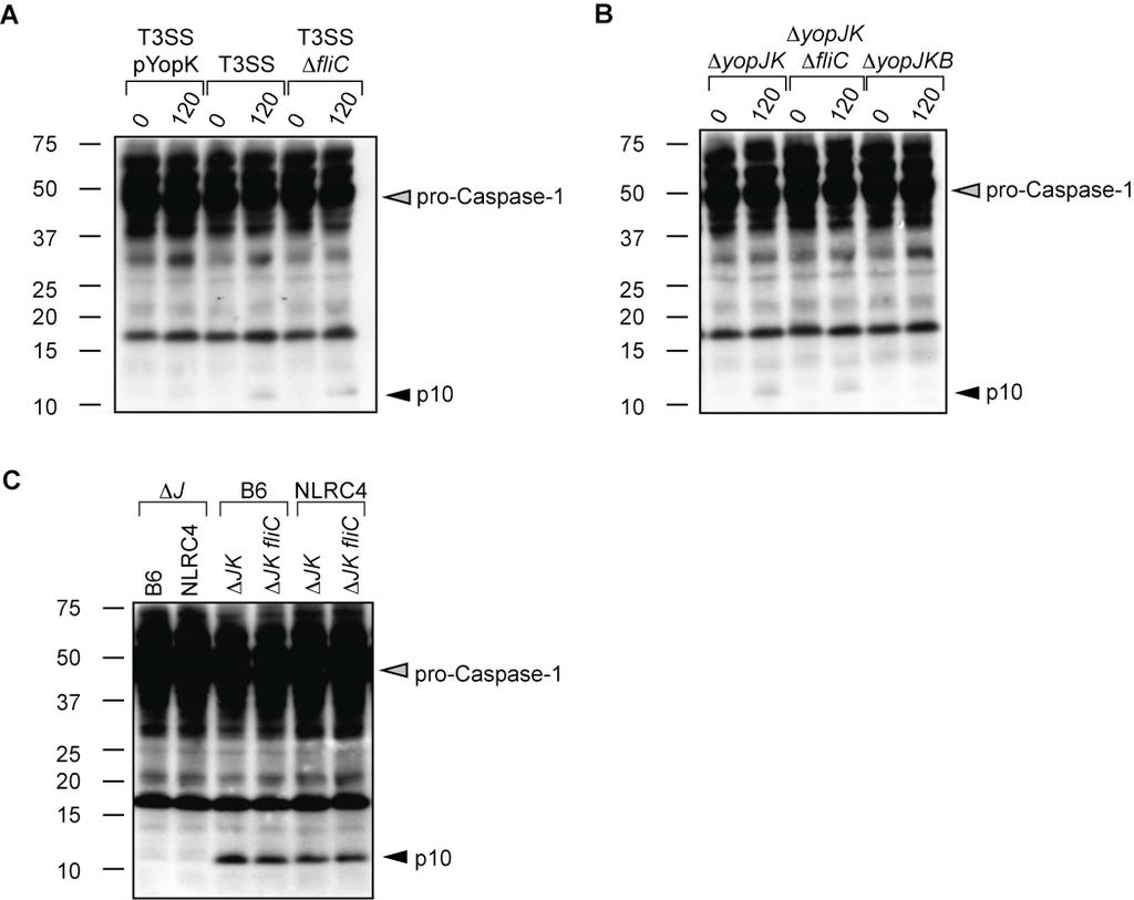 Figure S2. Bacterial flagellin is not responsible for caspase-1 activation in response to the Yersinia T3SS.