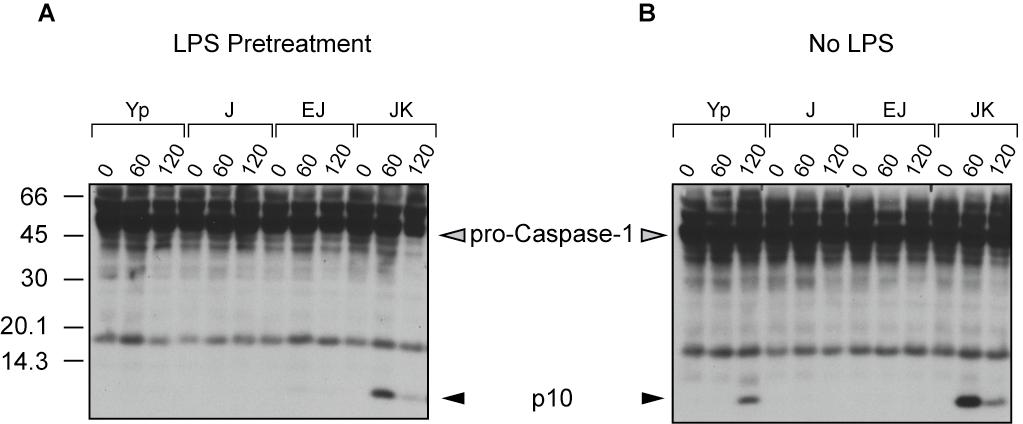 Figure S4. LPS pretreatment inhibits caspase-1 activation in response to wild-type Yersinia but not in response to the Yersinia T3SS.