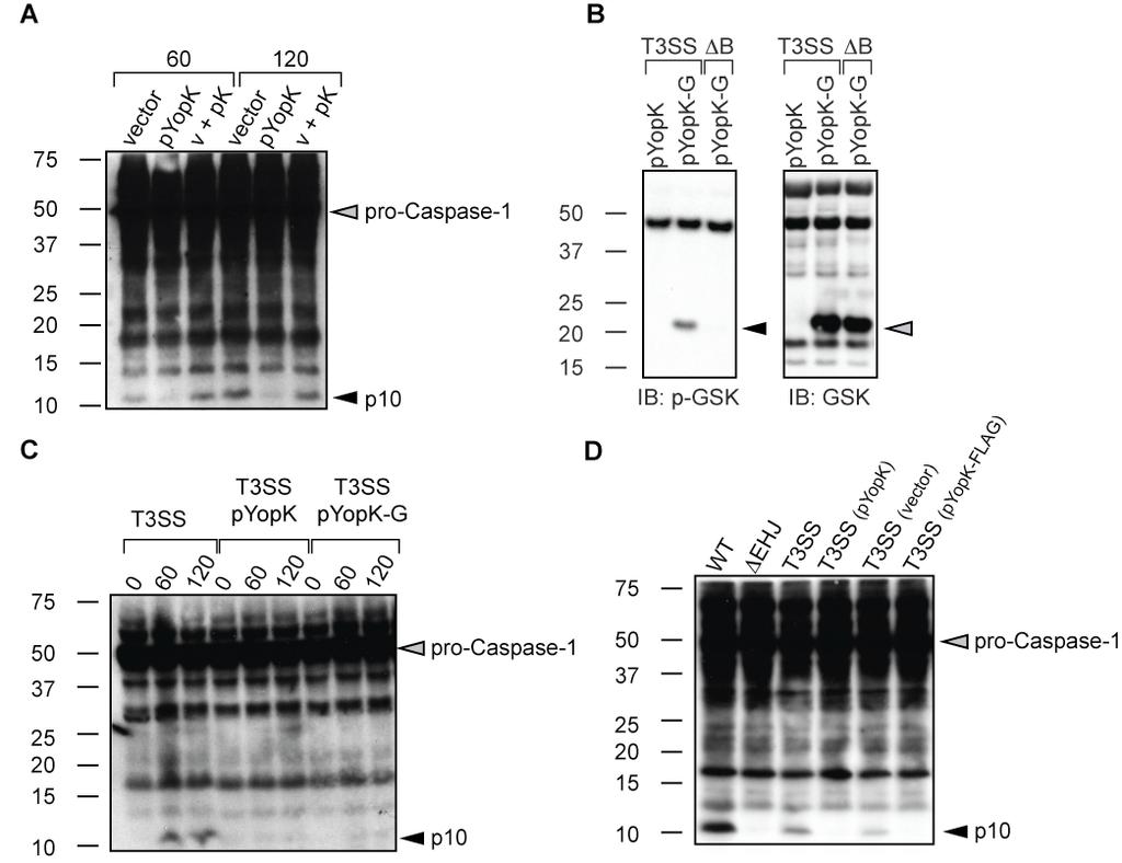 Figure S5. YopK is translocated in a T3SS-dependent manner but does not prevent caspase-1 activation in trans.