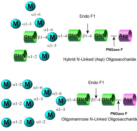 Endo F1 (Endoglycosidase F1) Endo F1, Endoglycosidase F1, endo-beta-n-acetylglucosaminidase F1 Source recombinant gene from Chryseobacterium meningosepticum in E.