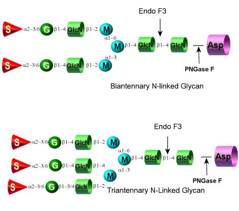 Endo F3 (Endoglycosidase F3) Endo-beta-N-acetylglucosaminidase F3 Source recombinant gene from Chryseobacterium meningosepticum in E.