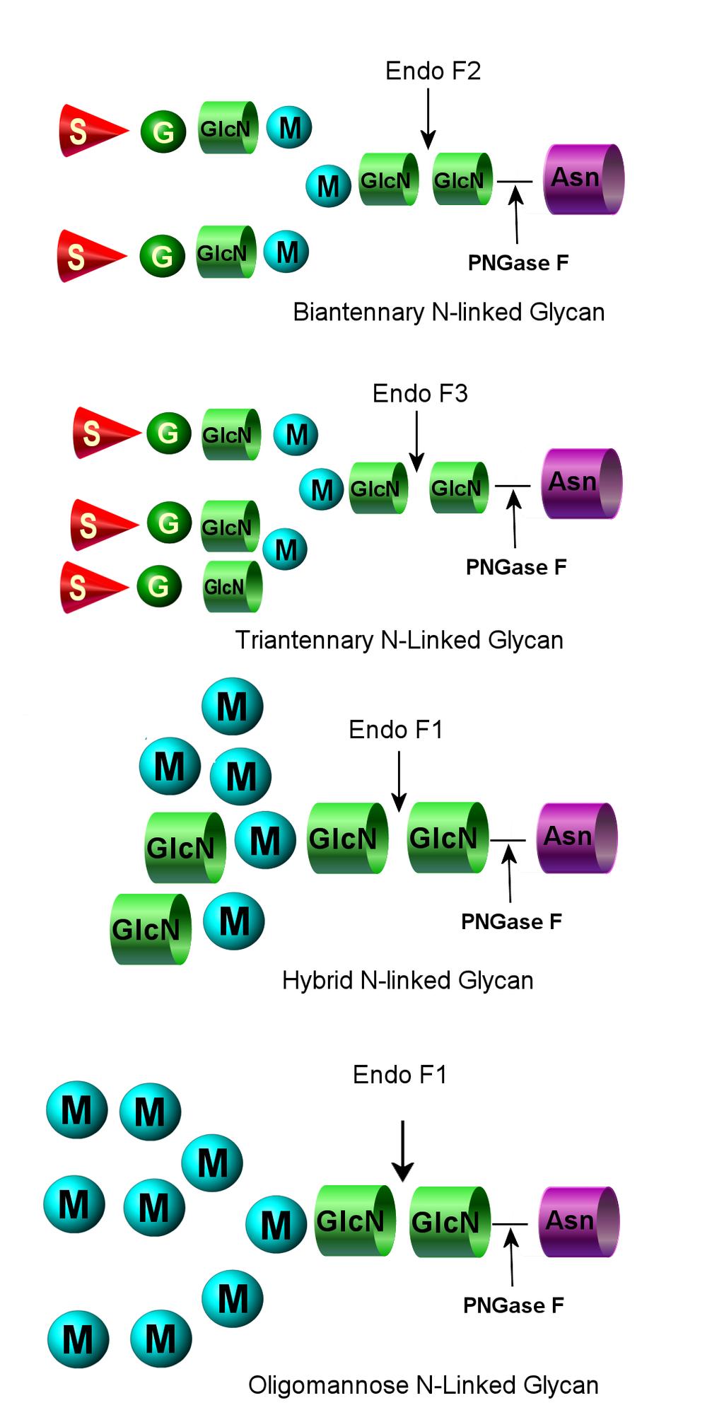 Endo F Multi-Kit includes: Endo F1, Endo F2, Endo F3 Source recombinant Elizabethkingia meningosepticum in E. Coli (was Chryseobacterium meningosepticum) Catalog Number KE-EFX3 EC 2.7.