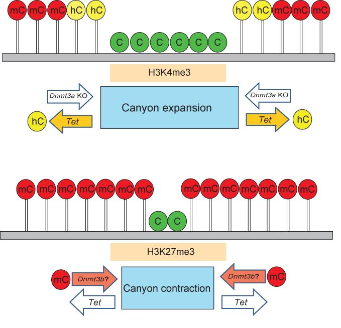 Supplementary Figure 12. Model to show the proposed mechanism of Canyon size dynamics. Dnmt3a and Tet proteins act at the edges of Canyons.