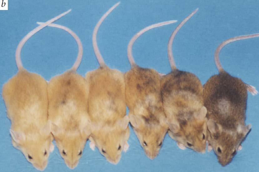Epigenetic inheritance at the agouti locus in the mouse Morgan H, Whitelaw E et al. Nature, 1999.