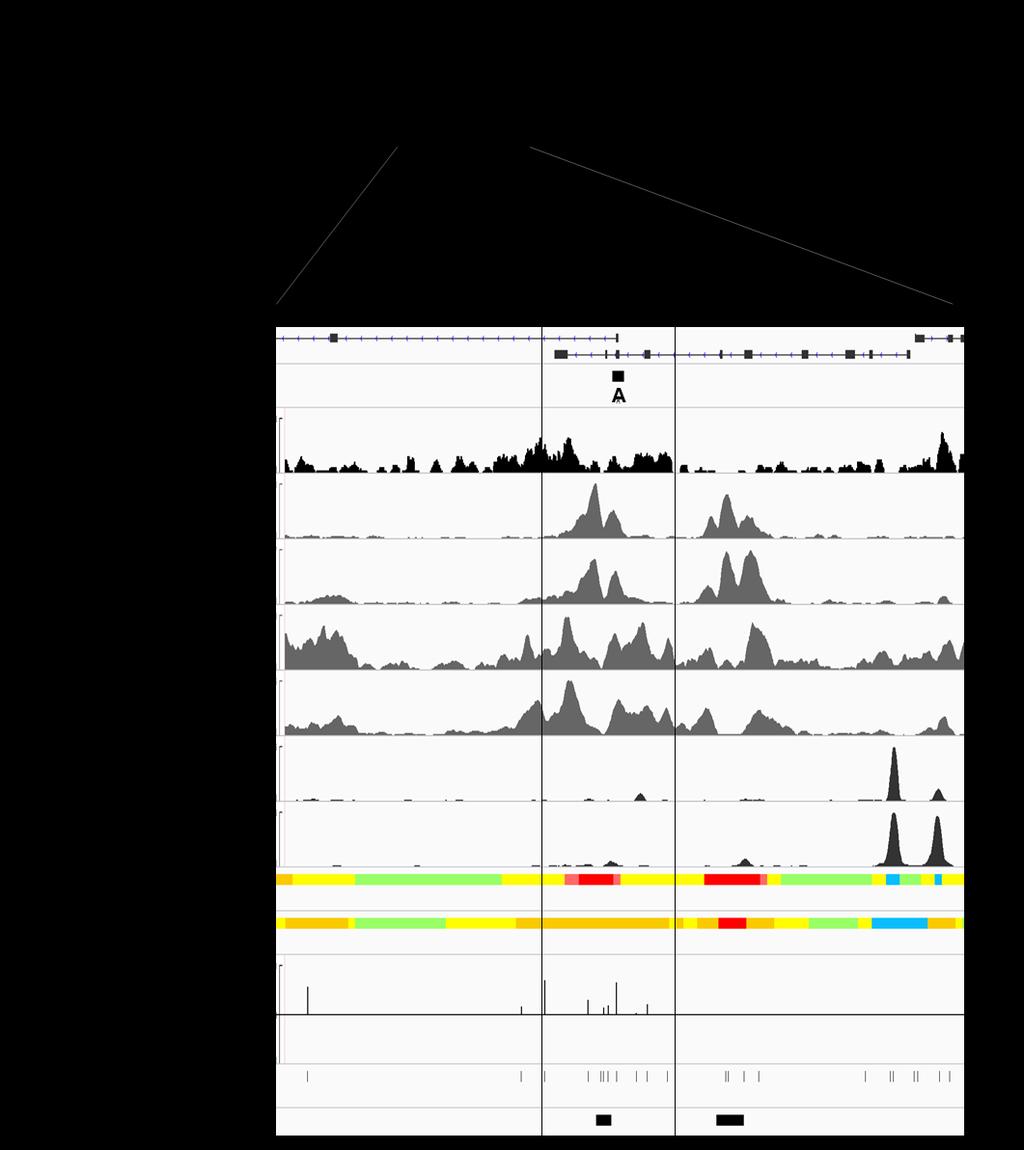 Supplemental Figure S3. Map of the differentially methylated region in the FKBP5 promoter (amplicon A).