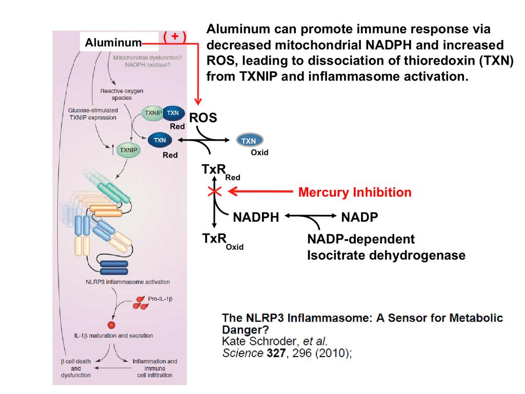 Recent studies have clarified the role of aluminum as a vaccine adjuvant, showing that increased ROS levels promote activation of the NLRP3 inflammasome.