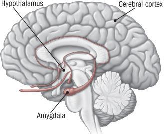 Stress Response When someone experiences a stressful event, the amygdala, an area of the brain that contributes to emotional processing, sends a distress signal to the