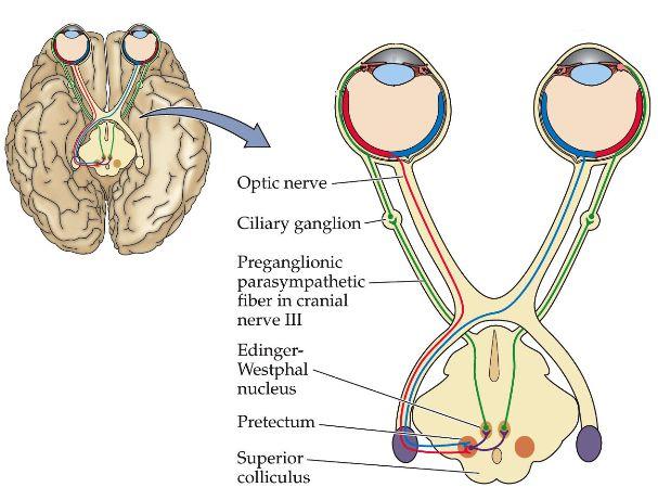 8. Targets of retinal ganglion cells: Pupillary light reflex Optic