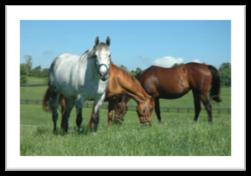 PASTURE BASED NUTRITION FOR HORSES Virginia State Feed