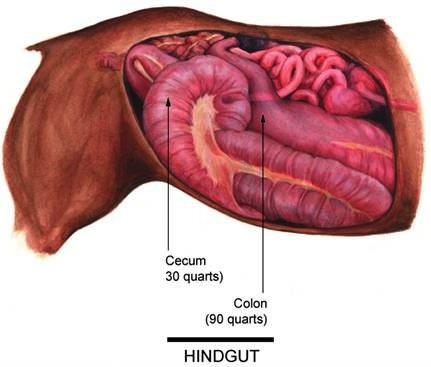 THE HINDGUT TOTAL DIGESTIVE PROCESS TAKES 65 TO 75 HOURS Cecum & Colon Houses millions of microbes that break down