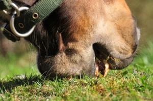 management KEYS TO A HEALTHY PASTURE