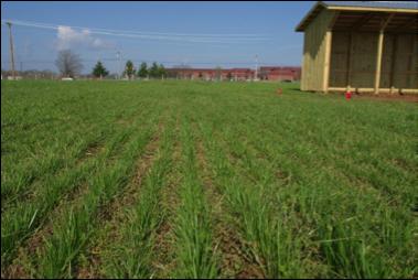 levels of management: Mowing Rotational grazing