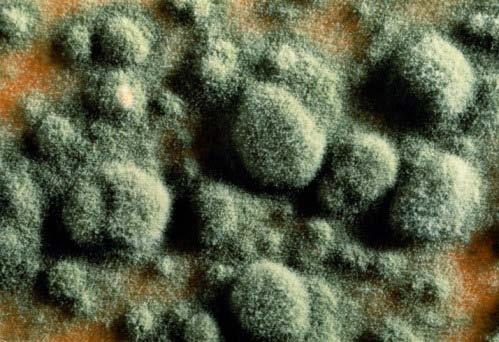 Mold/Mildew Control options Use hot water and detergent to clean nonporous surfaces Find source of moisture (fix