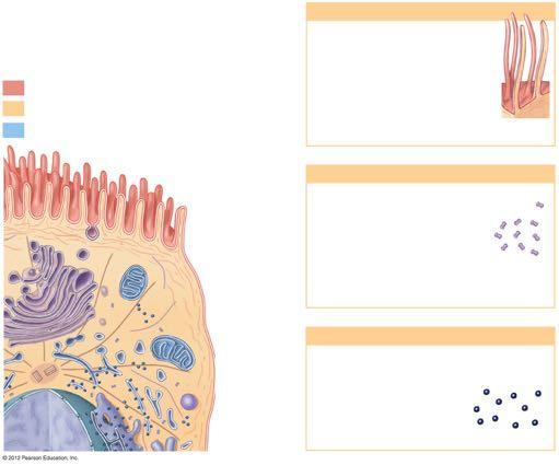 FIGURE 3-1 ANATOMY OF A MODEL CELL = Plasma membrane = Nonmembranous organelles = Membranous organelles Cilia Cilia are long extensions containing microtubule doublets in a 9 + 2 array (not shown in