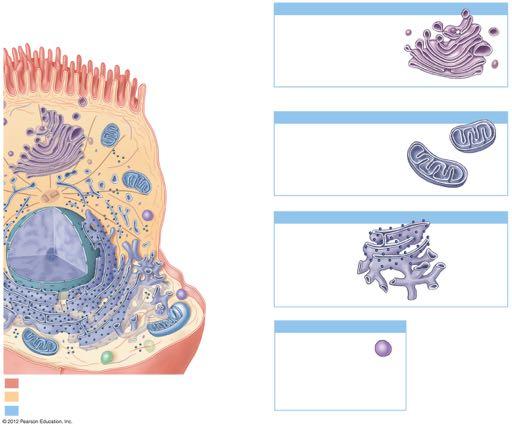 FIGURE 3-1 ANATOMY OF A MODEL CELL Golgi apparatus Stacks of flattened membranes (cisternae) containing chambers Functions Storage, alteration, and packaging of secretory products and lysosomal