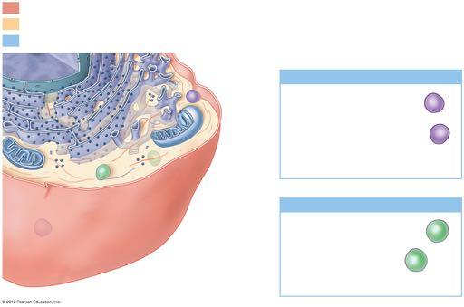 FIGURE 3-1 ANATOMY OF A MODEL CELL = Plasma membrane = Nonmembranous organelles = Membranous organelles Free ribosomes Peroxisomes Vesicles containing degradative enzymes Functions Catabolism of fats