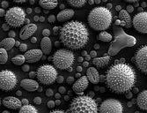 SEM / TEM Scanning electron microscope is a type of electron microscope that produces