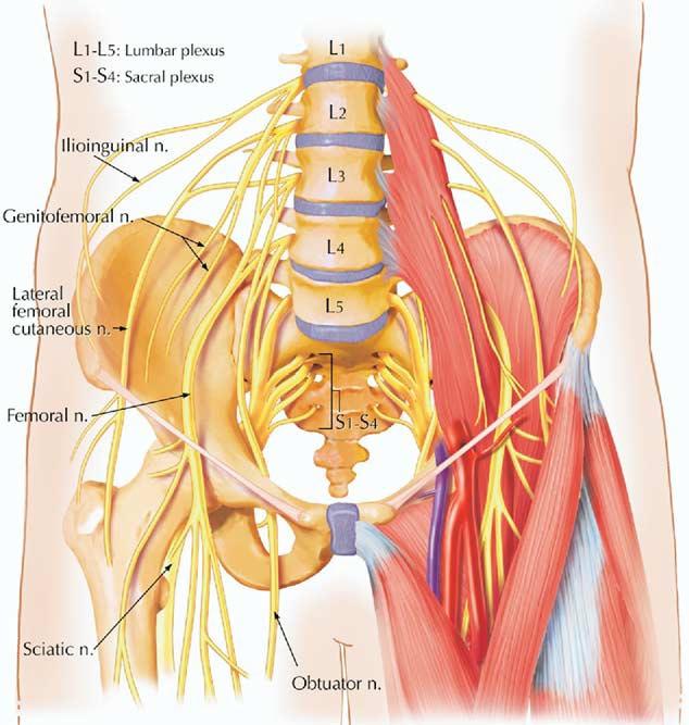 Lumbar Plexus Anatomy Anterior rami of T12 to L4 Gives rise to