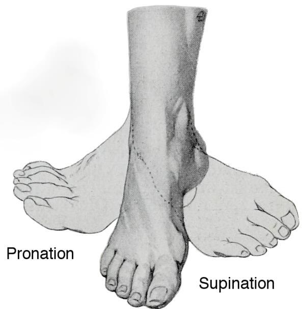 PRONATION & SUPINATION Pronation of the foot occurs when the sole of the foot is turned outward.