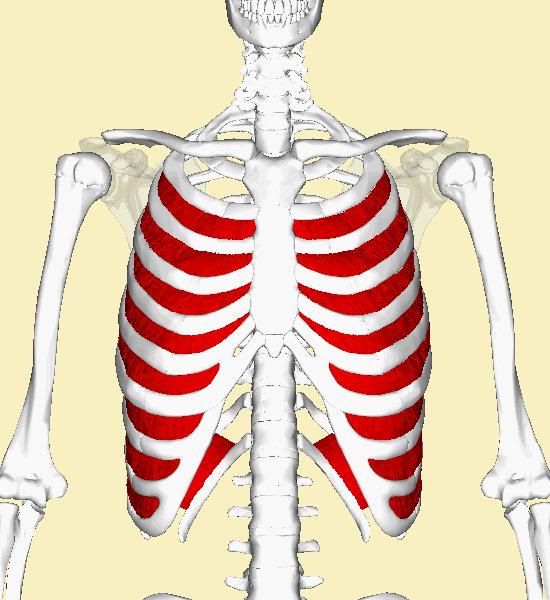 15. INTERNAL INTERCOSTALS Depress ribs, decrease size of thoracic cavity as in