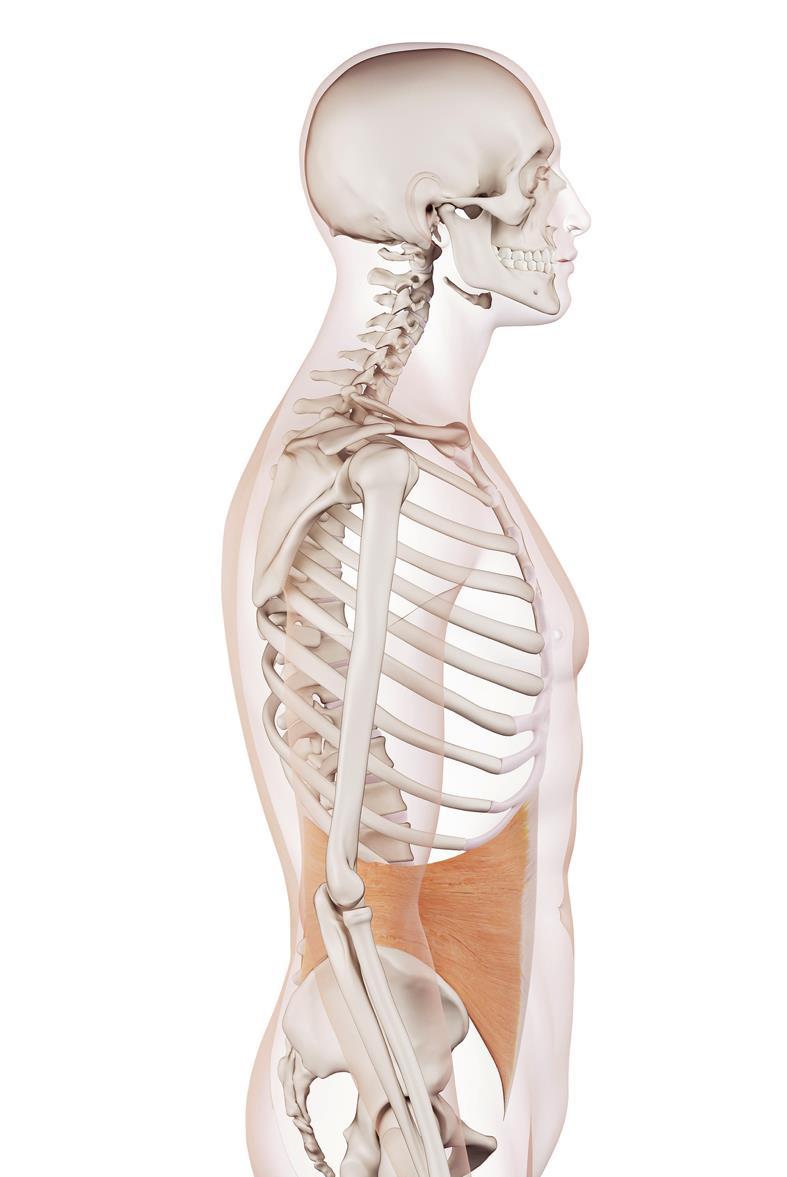 17. INTERNAL OBLIQUE Compress abdomen, flex and rotate vertebral column internal oblique (deep to external obliques) Origin: