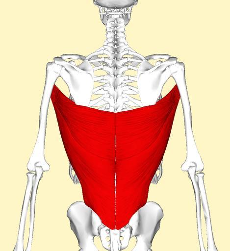 21. LATISSIMUS DORSI Adduction, extension and medial rotation of arm Origin: T7-T12 and
