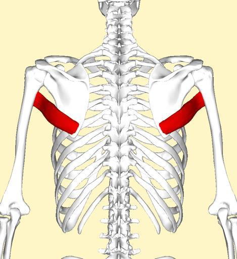26. TERES MAJOR Adduction of arm Origin: inferior lateral