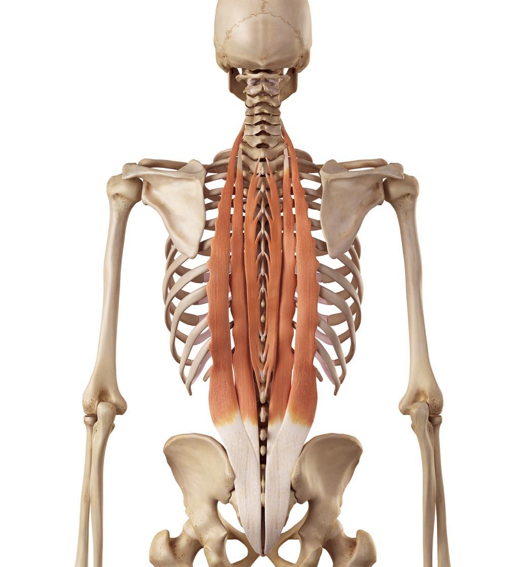 28. ERECTOR SPINAE A group of muscles that extend the vertebral column and allow for sideto-side
