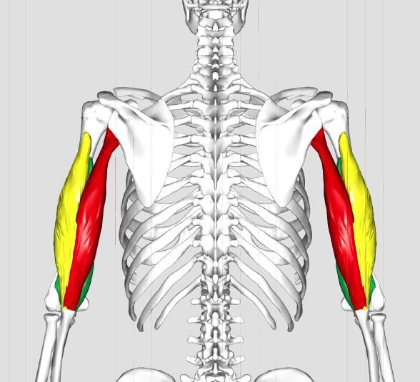 33. TRICEPS BRACHII Extends the elbow Origin: scapula and