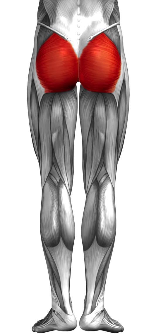 47. GLUTEUS MAXIMUS Extends and laterally rotates thigh at hip, abducts the thigh Origin: posterior ilium and