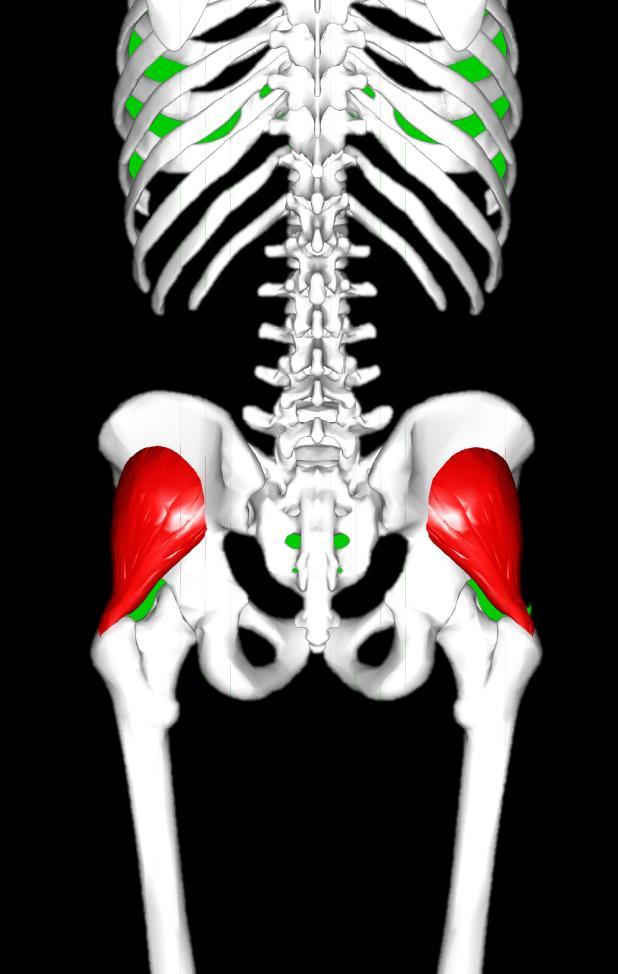 49. GLUTEUS MINIMUS Abduction of thigh at hip, medial rotation of thigh Origin: outer