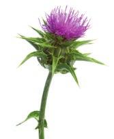 health Support cognitive and brain health Help maintain good health Milk Thistle + Uva Ursi Support liver