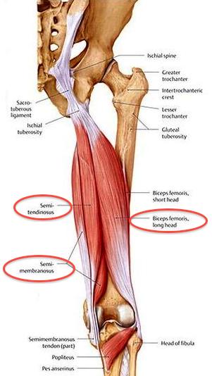 of biceps femoris share a common origin; semimembranosus has a distinct origin, lateral and anterior to the