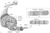 Introduction Muscular System Chapter 20 Shortening or lengthening of a muscle results from changes in relative positions of one small part of a muscle cell to another To understand contraction, we