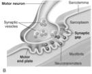 Neuromuscular Junction and Motor Unit Muscle Contraction Processes: - Excitation of the sarcolemma - The actual contraction (muscle shortening) - Relaxation of muscle back to precontraction state 19