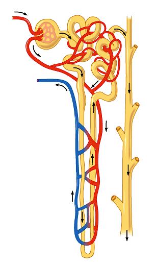 Each nephron consists of a folded tubule and associated blood vessels The nephrons extract a filtrate from the blood in a capillary ball called the Glomerulus due to the high pressure of the blood in