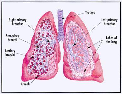 Lungs: part of excretory
