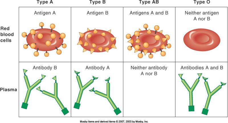 The ABO Blood types Type A antigen A on RBC surfaces, and antibody B in plasma Type B antigen B on RBC surfaces, and antibody A in plasma Type