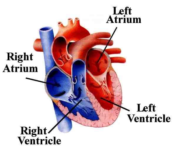 Heart Anatomy The atria pool blood for a little while before sending it into the ventricles.