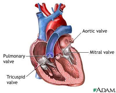 Heart Anatomy The valves between the atria and ventricles are called atrioventricular valves (AV valves). The right AV valve is also called the tricuspid valve.