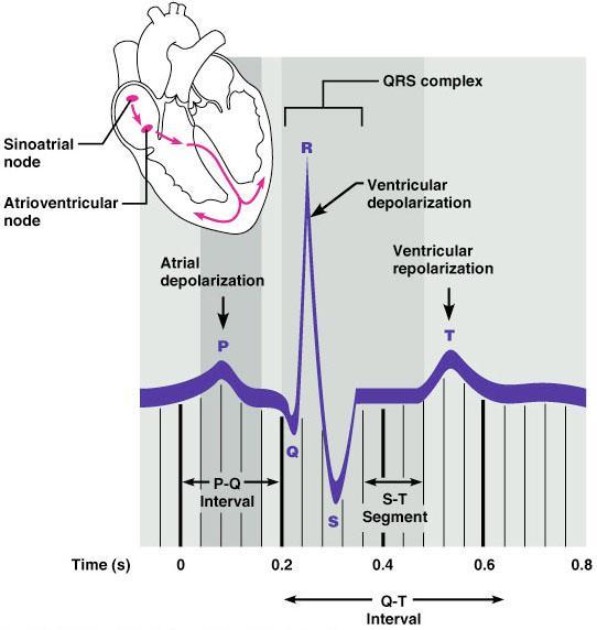 Electrocardiography Electrical activity is recorded by electrocardiogram (ECG) P wave corresponds to depolarization of SA node QRS complex