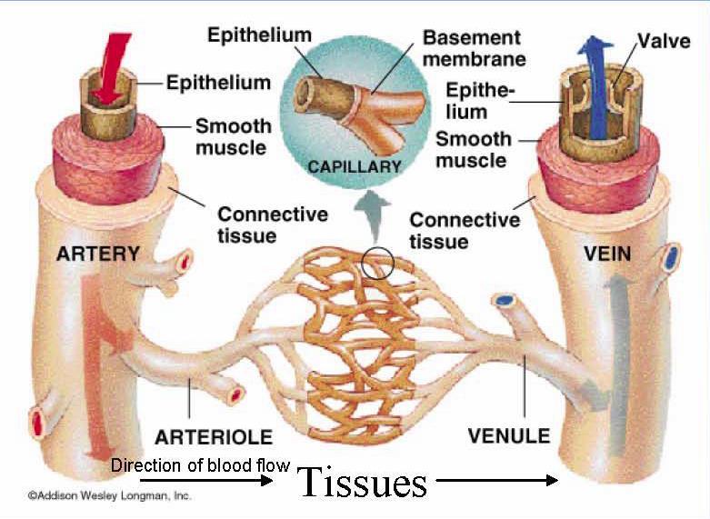 Characteristics of Blood Vessels Arteries and the smaller branches arterioles, carry blood towards the tissue.
