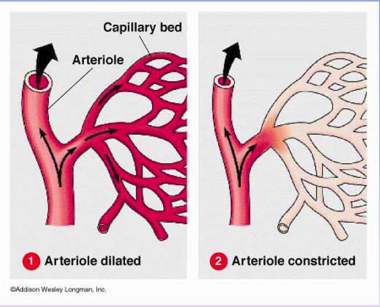 Arterioles Although the arterioles are net very elastic, they control blood flow at the organ/tissue level.