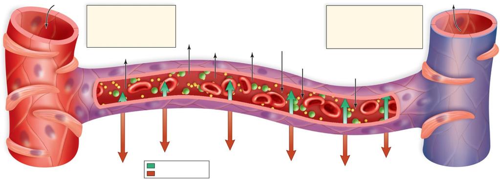 Capillary Exchange from heart Arterial end Blood pressure is higher than osmotic pressure. Net pressure out. water Copyright The McGraw-Hill Companies, Inc.