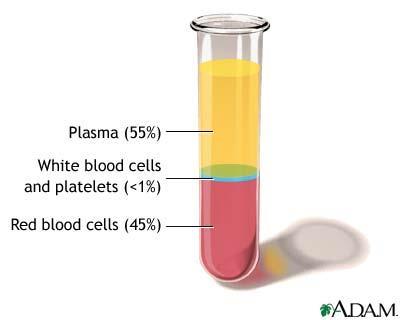 Plasma: - The fluid portion. - 55% of blood volume.