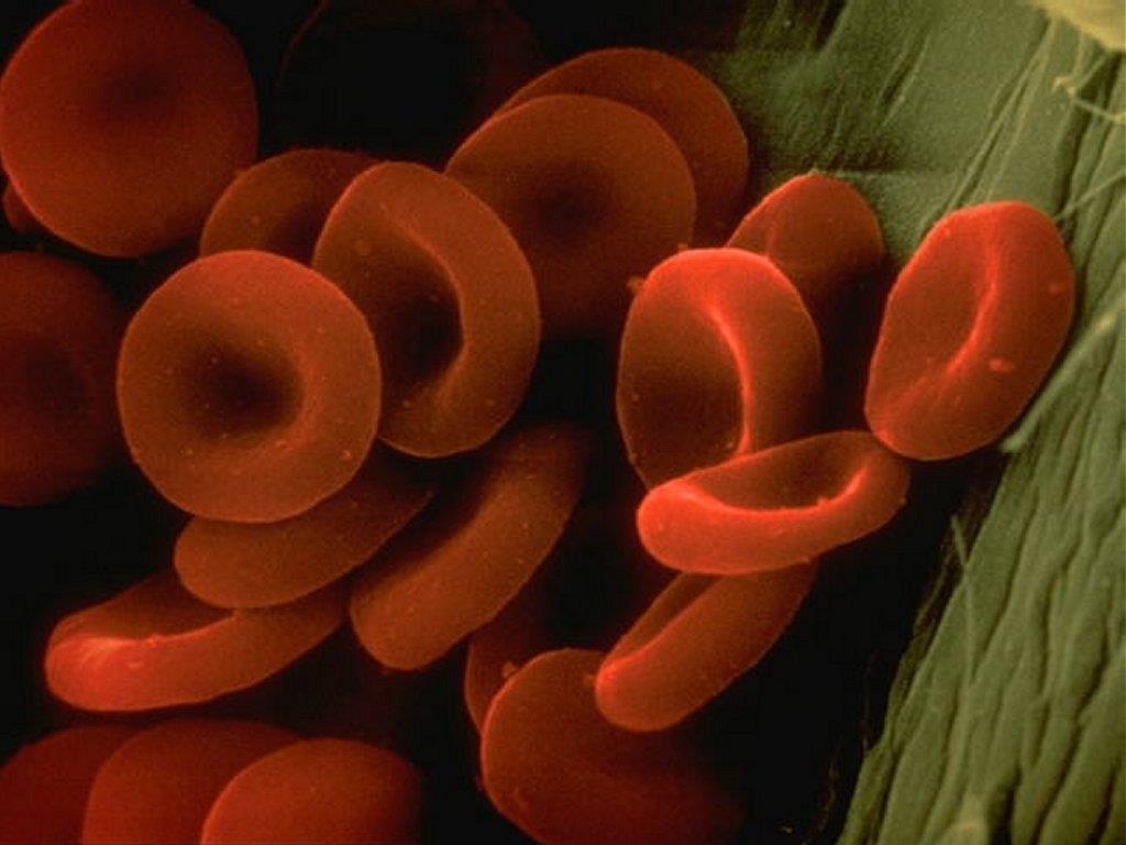 Red blood cells also called erythrocytes: RBCs - They are the most numerous among formed elements.