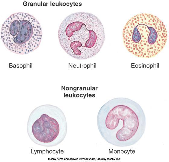 White Blood Cells Also called leukocytes. Contain a nucleus and lack hemoglobin Important in defense.
